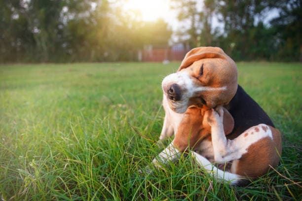 Beagle scratching its ear in a grassy field, illustrating itch and discomfort that can accompany food allergies or sensitivities in dogs.